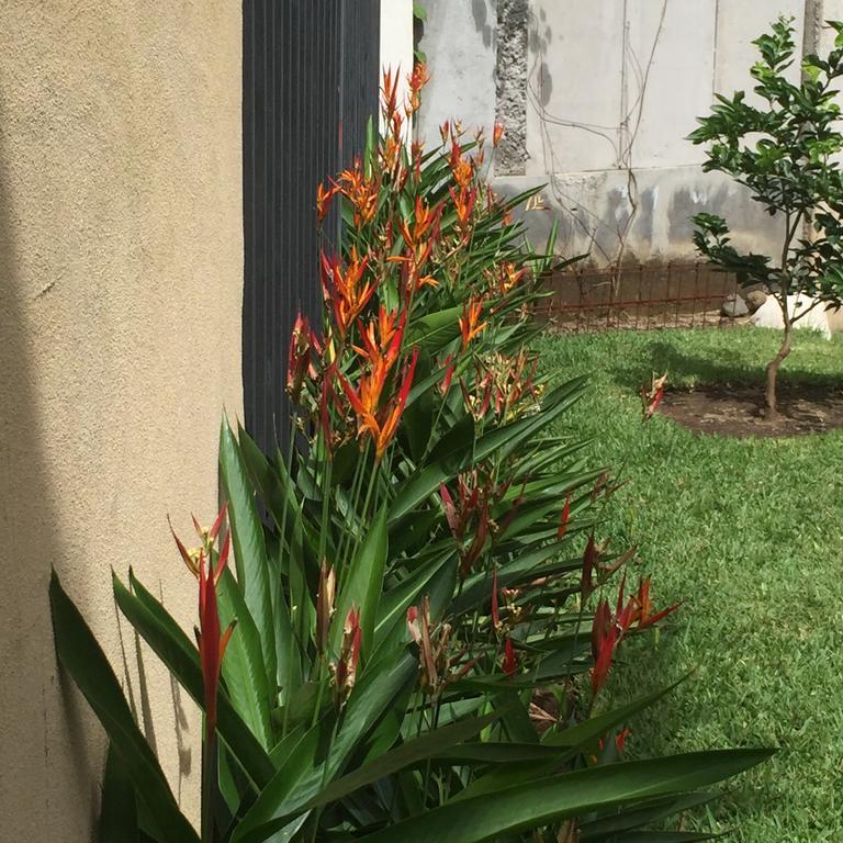 Airport Rio Segundo Studio Bed and Breakfast Alajuela Exterior foto